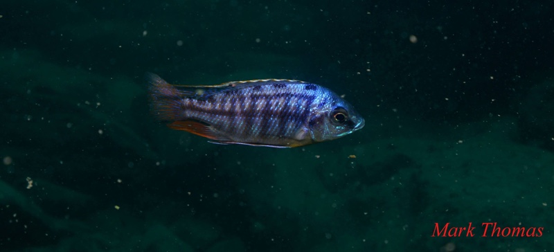 Protomelas taeniolatus 'Makokola Reef'